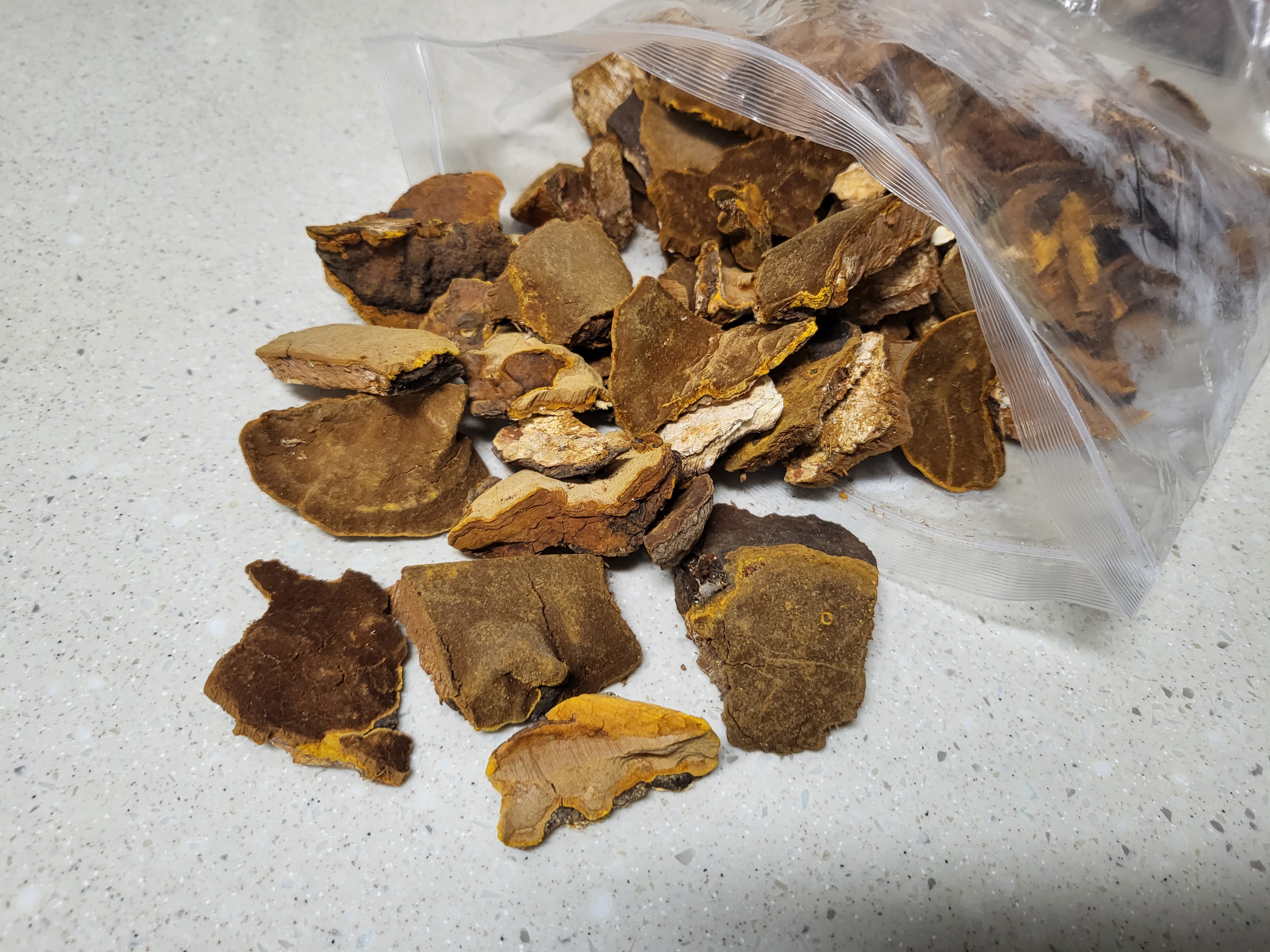 상황버섯-1