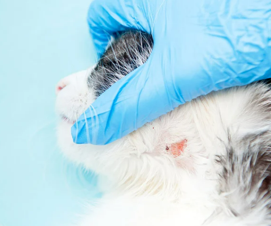 고양이 각질 원인 8가지 증상 및 치료 관리법 (ft. 비듬)