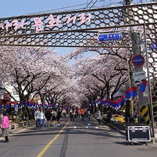 벚꽃축제 지역별 시기 정리