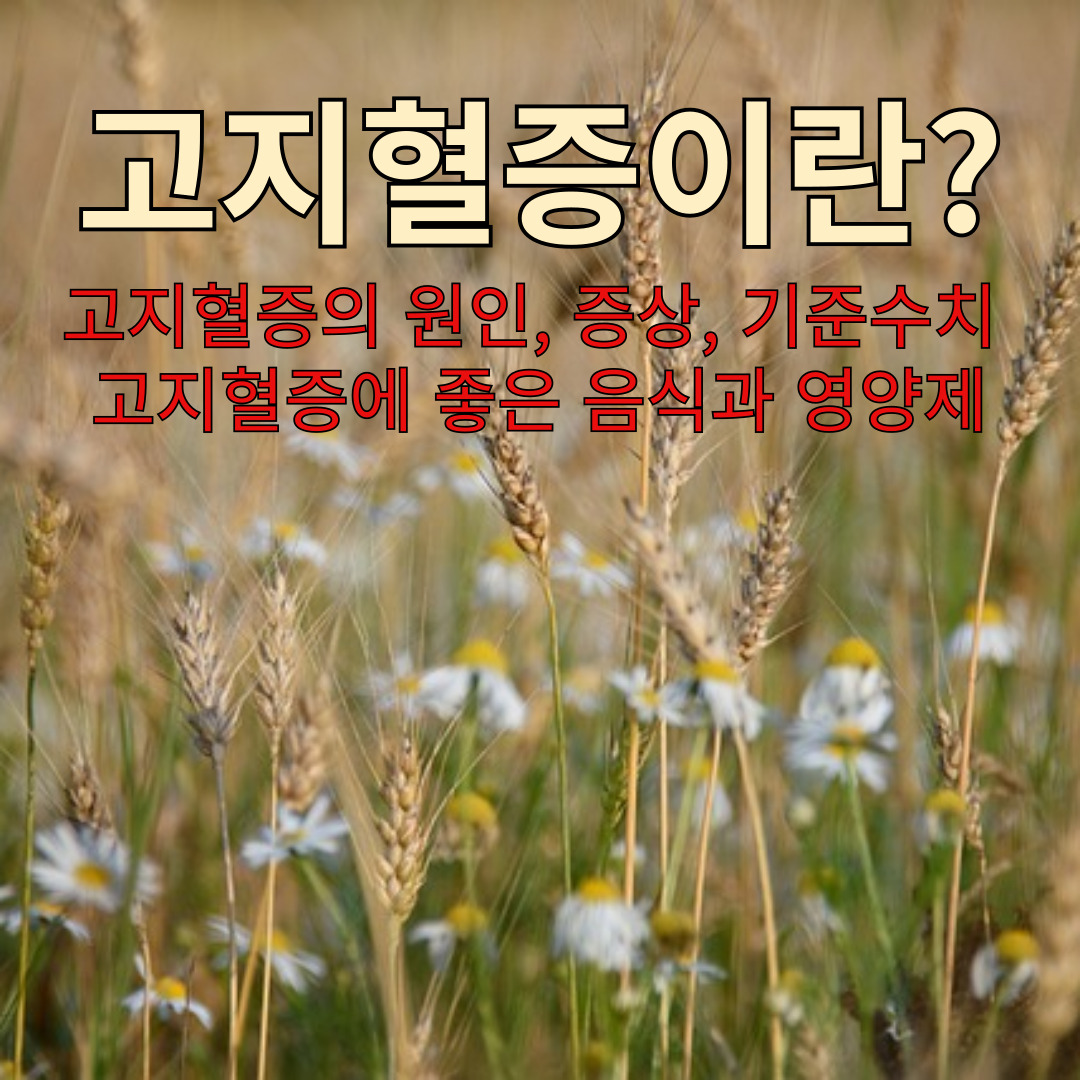 고지혈증이란