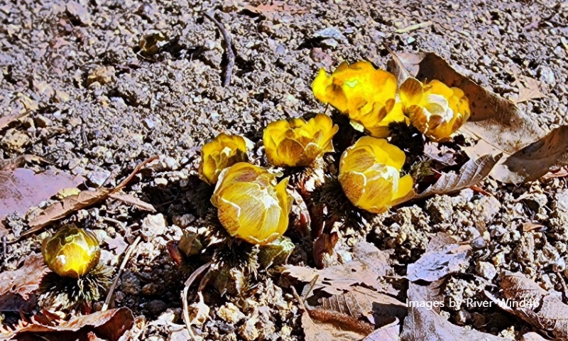 복수초(福壽草),측금잔화(側金盞花),설연화(雪蓮花)