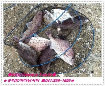 낚시터 물고기 방생법 바늘 제거 회복 수질 보호_15