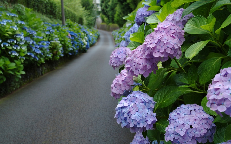 노원 초안산 수국동산 가는길, 주차장, 축제 근처 맛집 총정리(하늘꽃정원)
