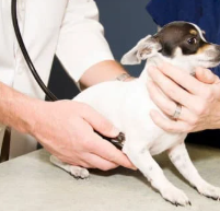 14살 노견 스케일링과 발치 치과 수술 전, 후 관리법