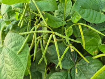 녹두 재배 직파 심기 병해 예방 수확 건조_7