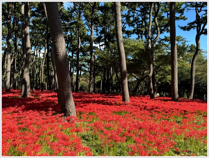 울산 대왕암공원