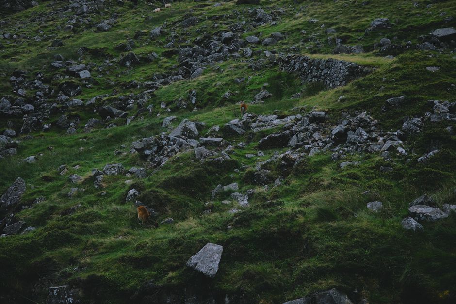 A scenic view of a rocky green hillside with wild deer in Dublin, Ireland.