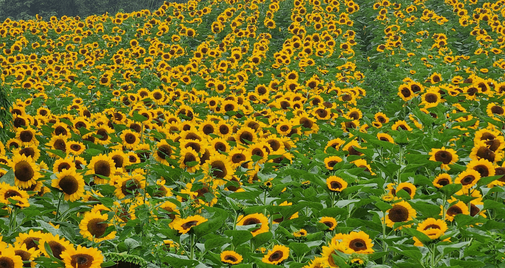 강주해바라기축제