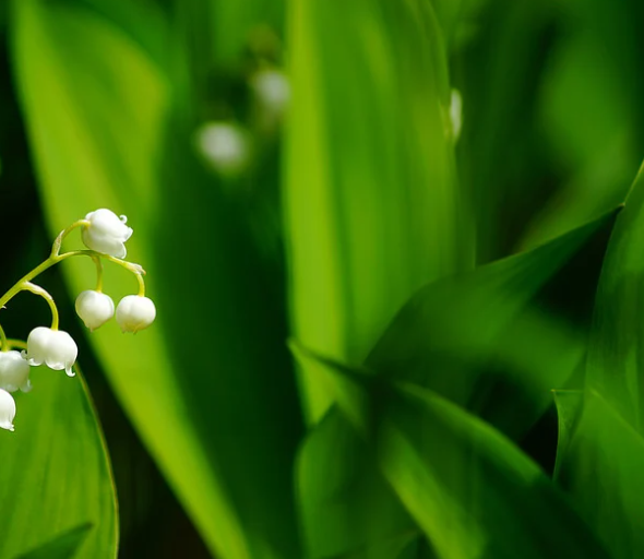 푸르름 향연: 자연 속 평온을 노래하다