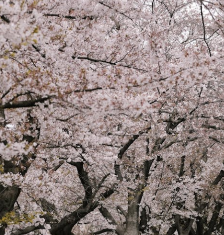 25년 벚꽃 개화시기 전국 일정