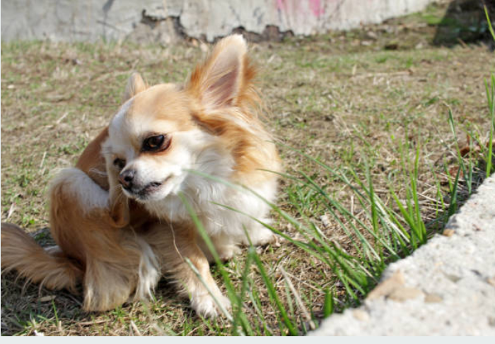 같은 부위를 자주 반복적으로 긁거나 핥는다면, 그냥 지나치지 마세요. 분명 원인이 있어요