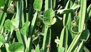 시서스 효능 부작용 (3주 섭취 후기)