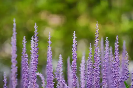 맥문동 효능 및 부작용