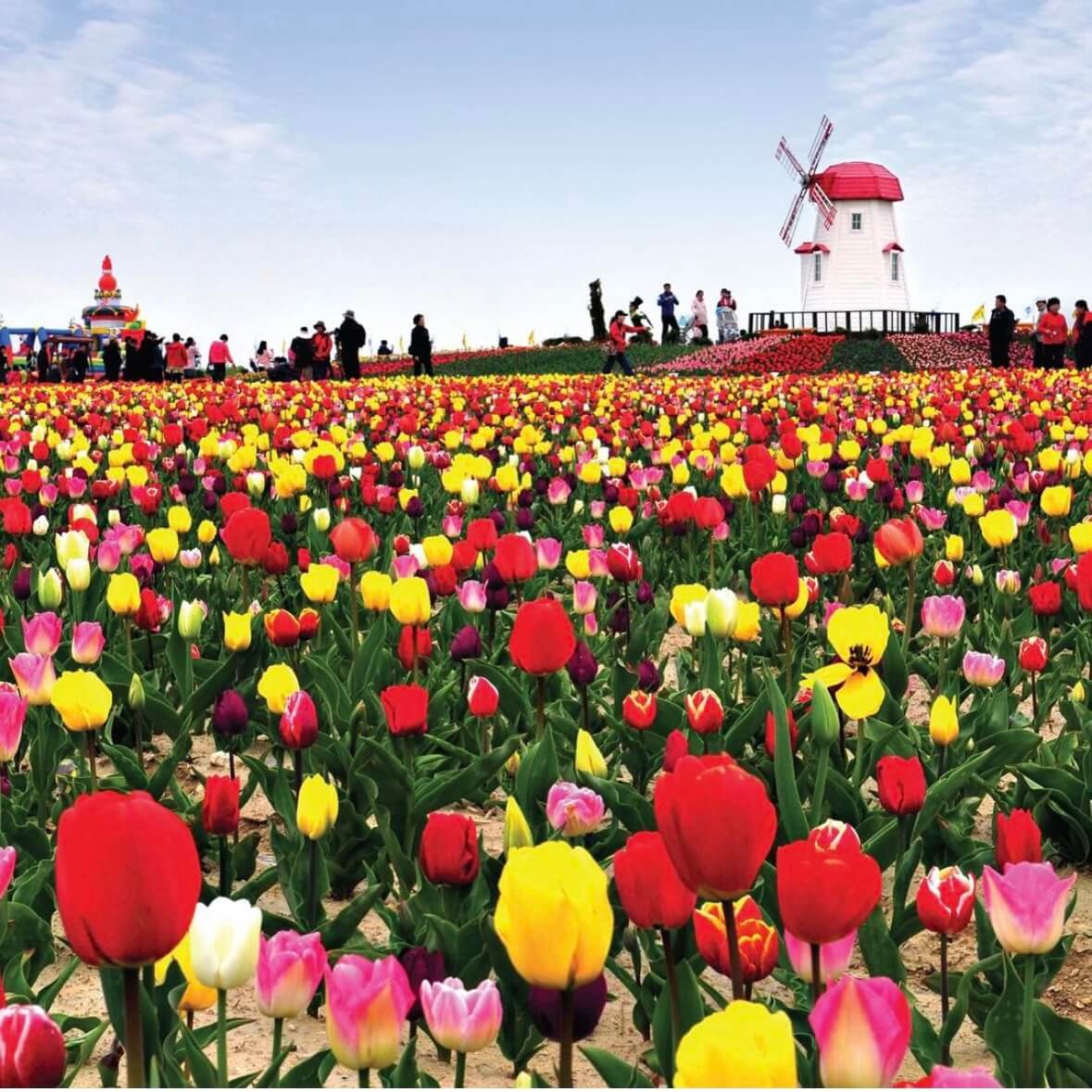 임자도 튤립축제기간
