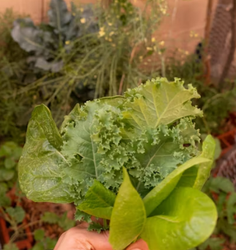 배추 효능 부작용 칼로리