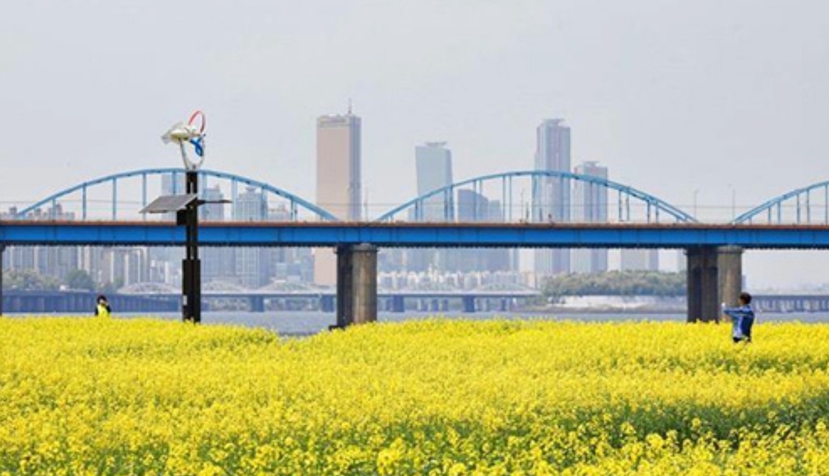 한강 서래섬 유채꽃 축제 이미지
