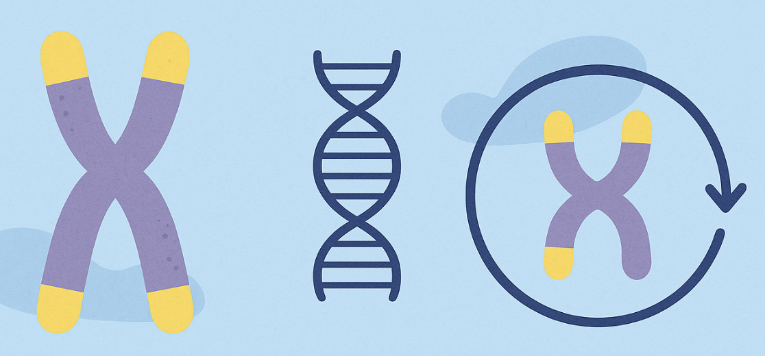 텔로미어가 짧아지는 이유 5가지