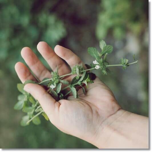금전초 효능 및 활성 성분, 금전초 차 먹는 법과 주의점