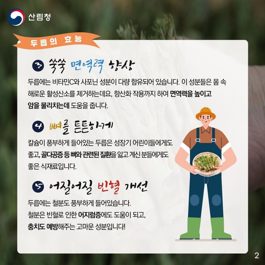 ▲ 두릅의 효능 총정리, 혈관 건강부터 면역력까지