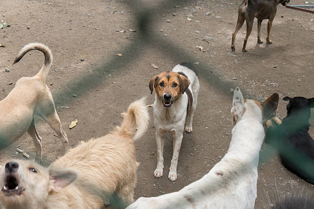 유기견 보호소에서 할 수 있는 봉사 활동