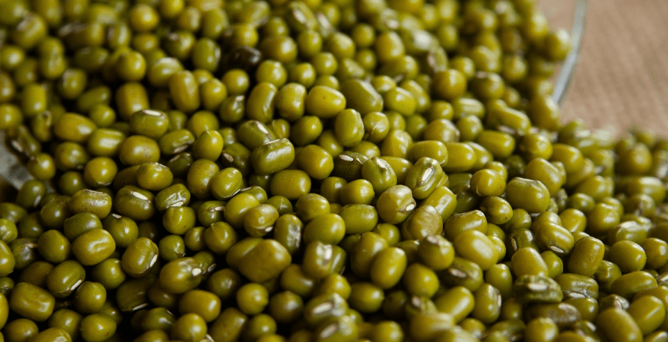 녹두와 녹두로 만든 음식 사진 - 784