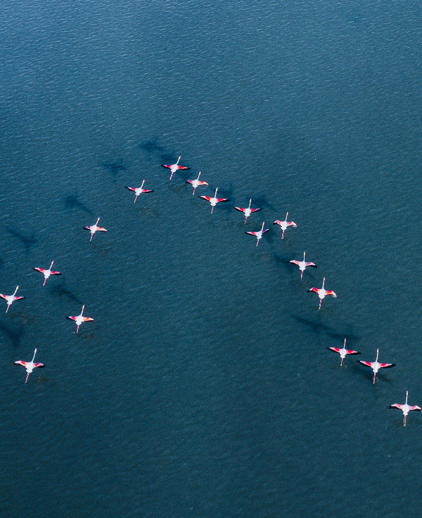 철새 이주하는 이유