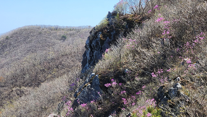 진달래피는 장군봉가는길