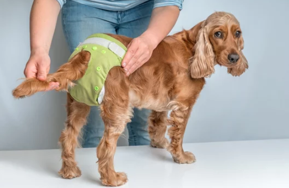 기저귀 차고 있는 강아지