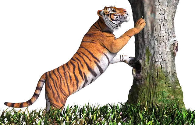 호랑이가 나오는 꿈 사진