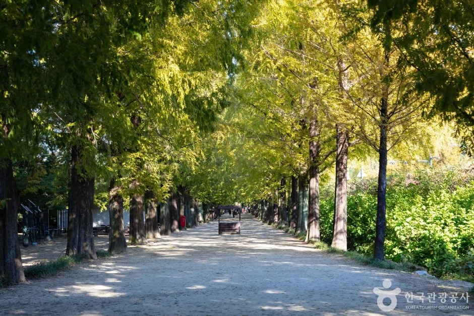 담양 메타세콰이어길