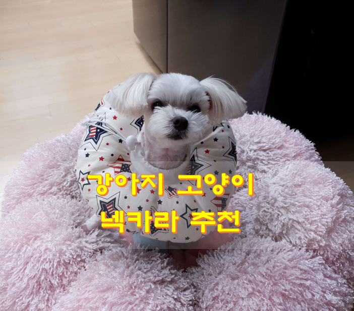 강아지-넥카라-모습