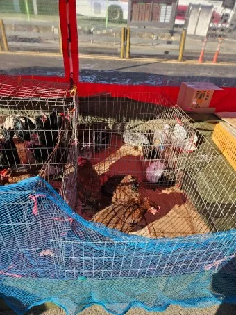 김포 5일장 날짜와 주차정보 먹거리를 안내_16