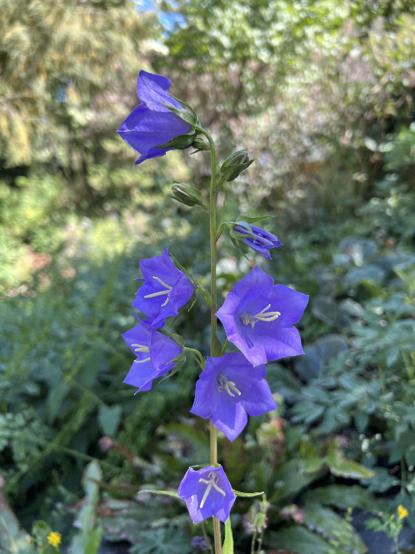 파리 식물원 : Jardin des Plantes