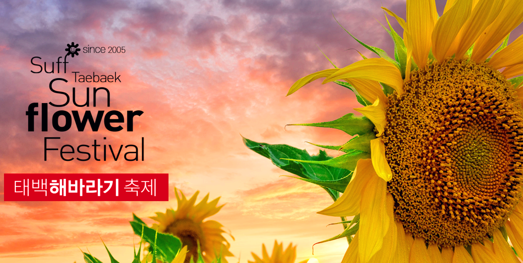 태백해바라기축제