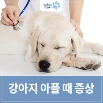 강아지 아플 때 증상 10가지 주의해야 할 건강 신호_12