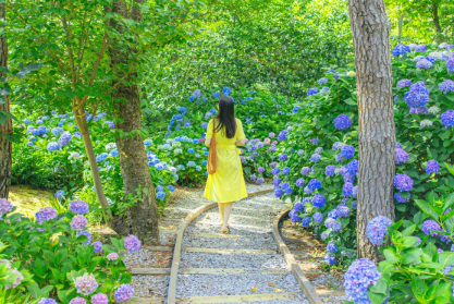 전라도 수국명소 추천 7곳, 수국이 만개한 아름다운 여름을 걷다