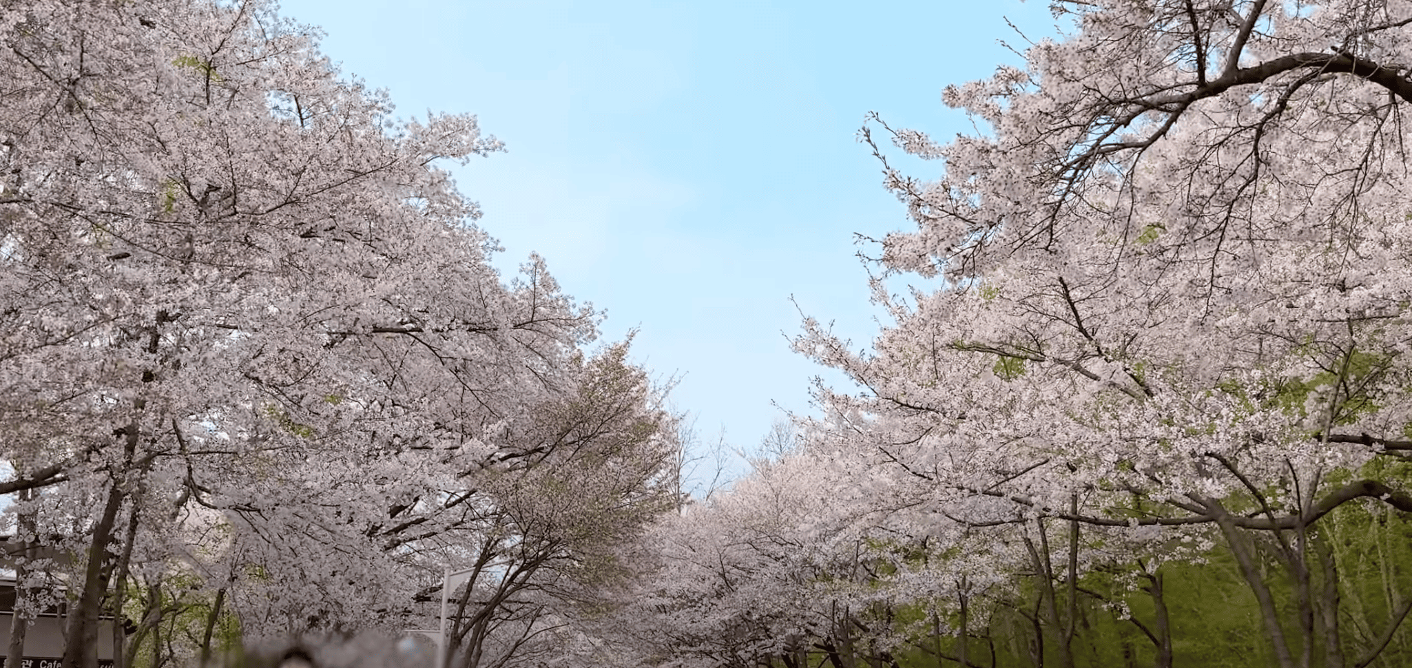 인천대공원 벚꽃길