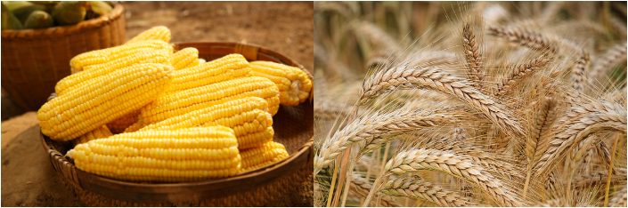 옥수수, 보리