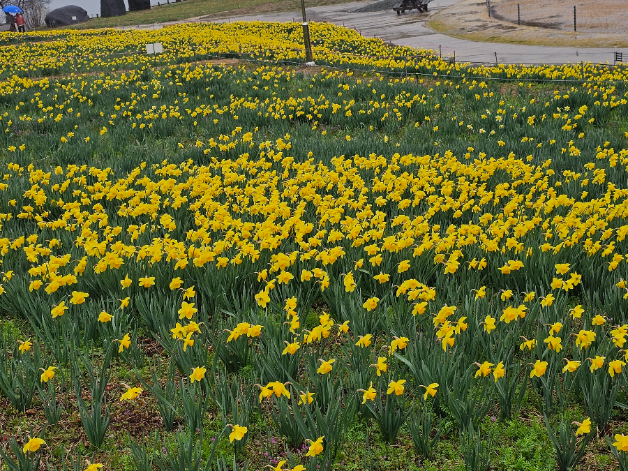 구례 지리산 치즈랜드 수선화