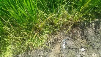 잡초 방제 전략 광폭멀칭 피복재 선발아 겨울관리_19