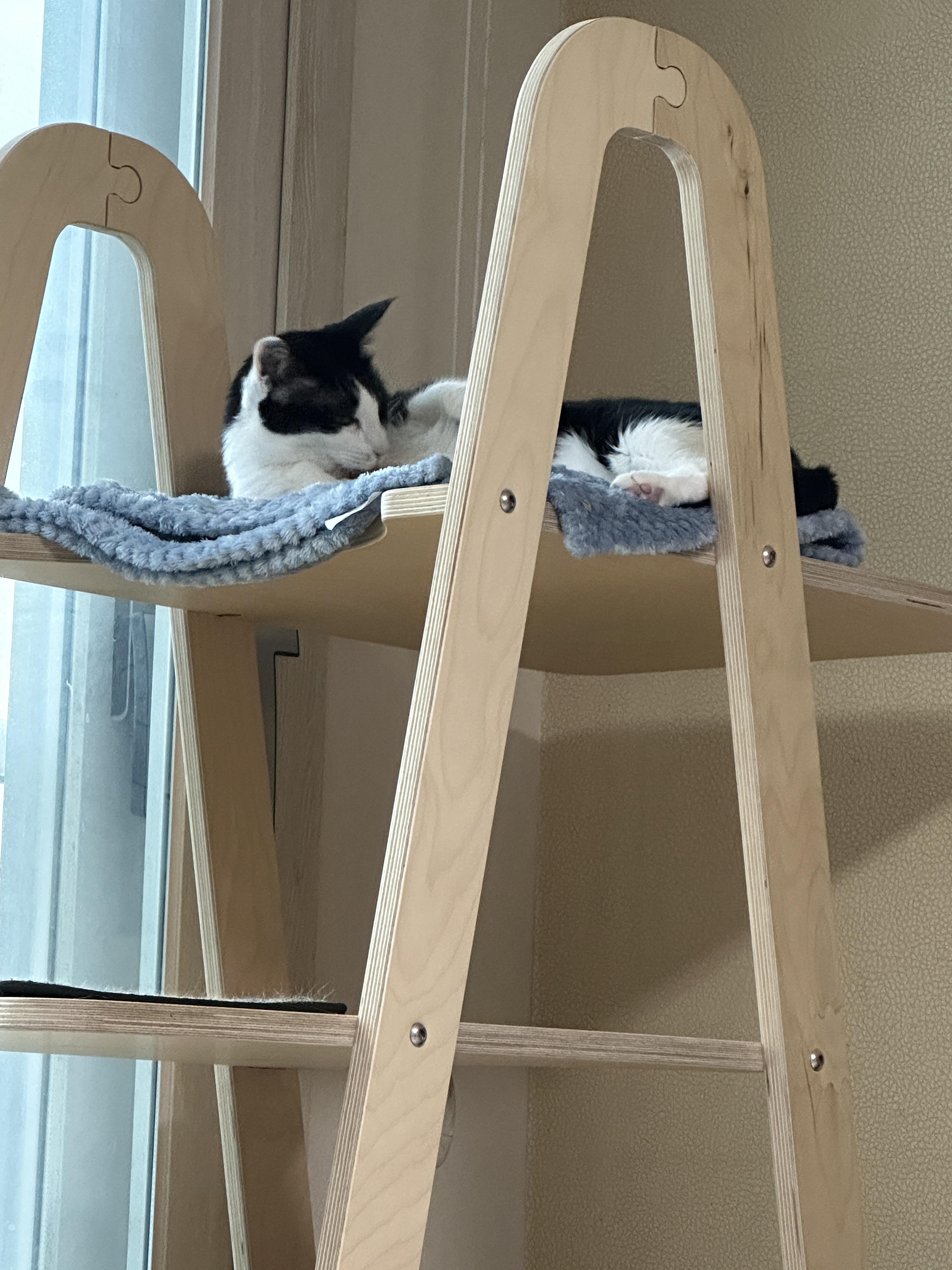 깔끔쟁이-두리도-캣타워-꼭대기-새-담요가-맘에-든다.-(feat.-루디)