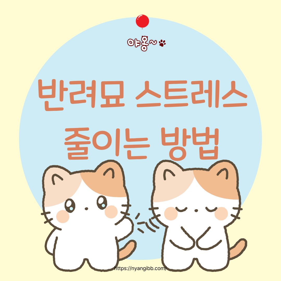 반려묘 스트레스 줄이는 방법 관련 사진