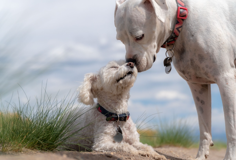 반려동물 친화 여행지 및 숙소 추천