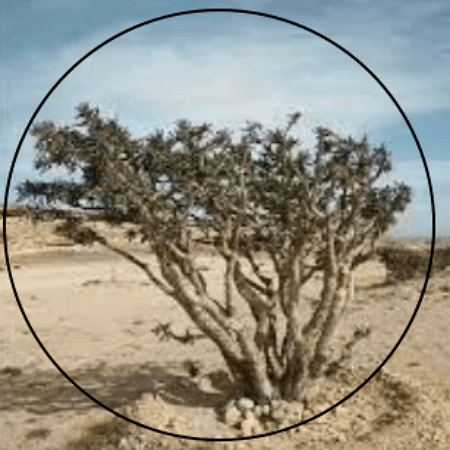 보스웰리아 나무 모습