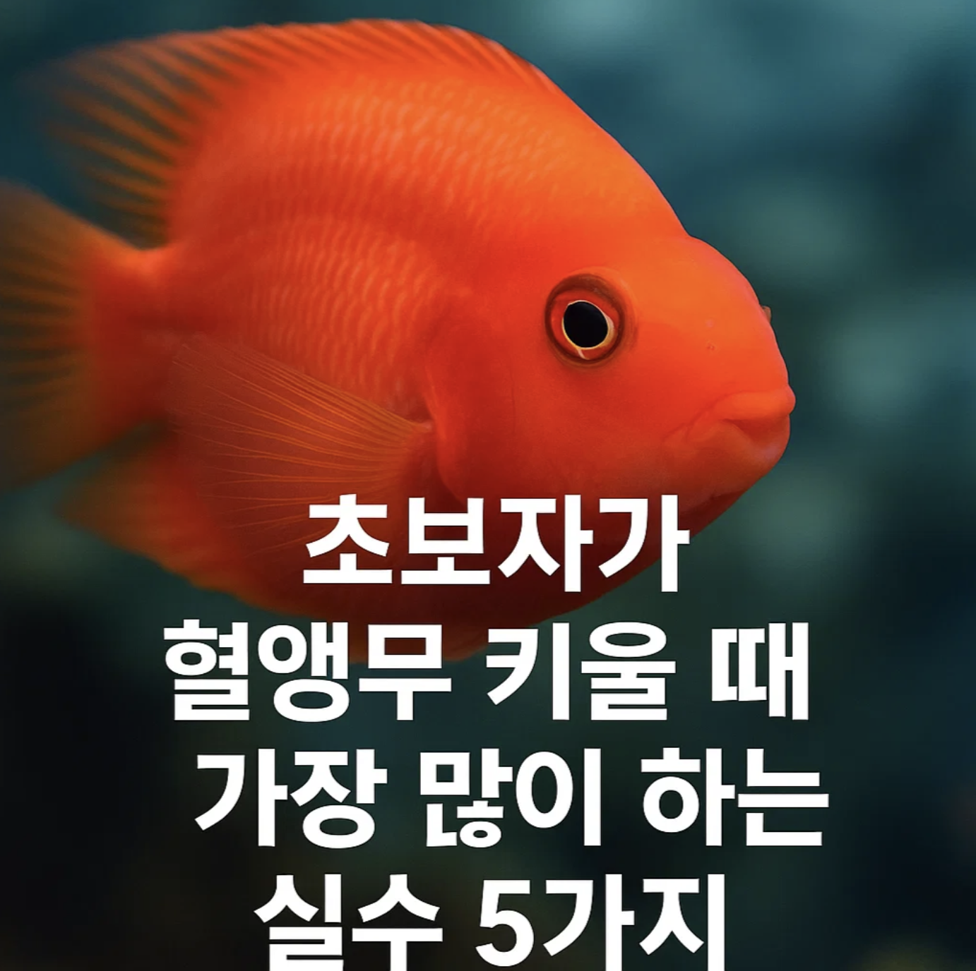 초보자가 혈앵무 키울 때 가장 많이 하는 실수 5가지
