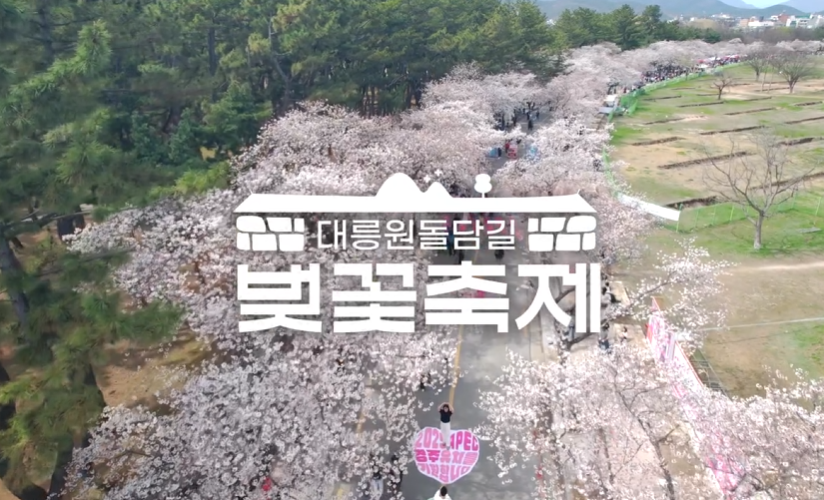 경주 벚꽃 축제