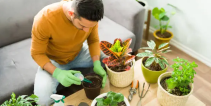 가정에서 화분을 가꾸는 남성