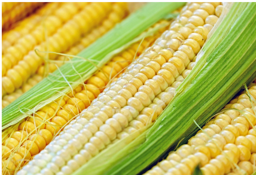 옥수수의 활용법