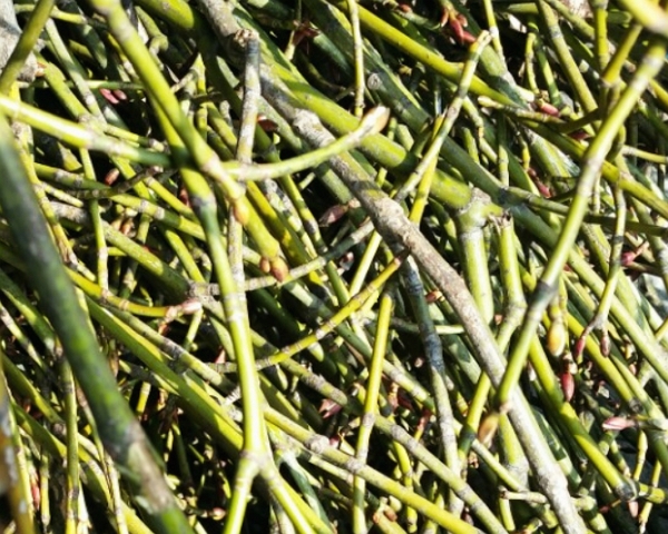 산청목-줄기와-조각