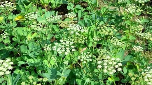 방풍-방풍나물-재배법-꽃-피는시기-개화시기-파종시기-심는시기-수확시기